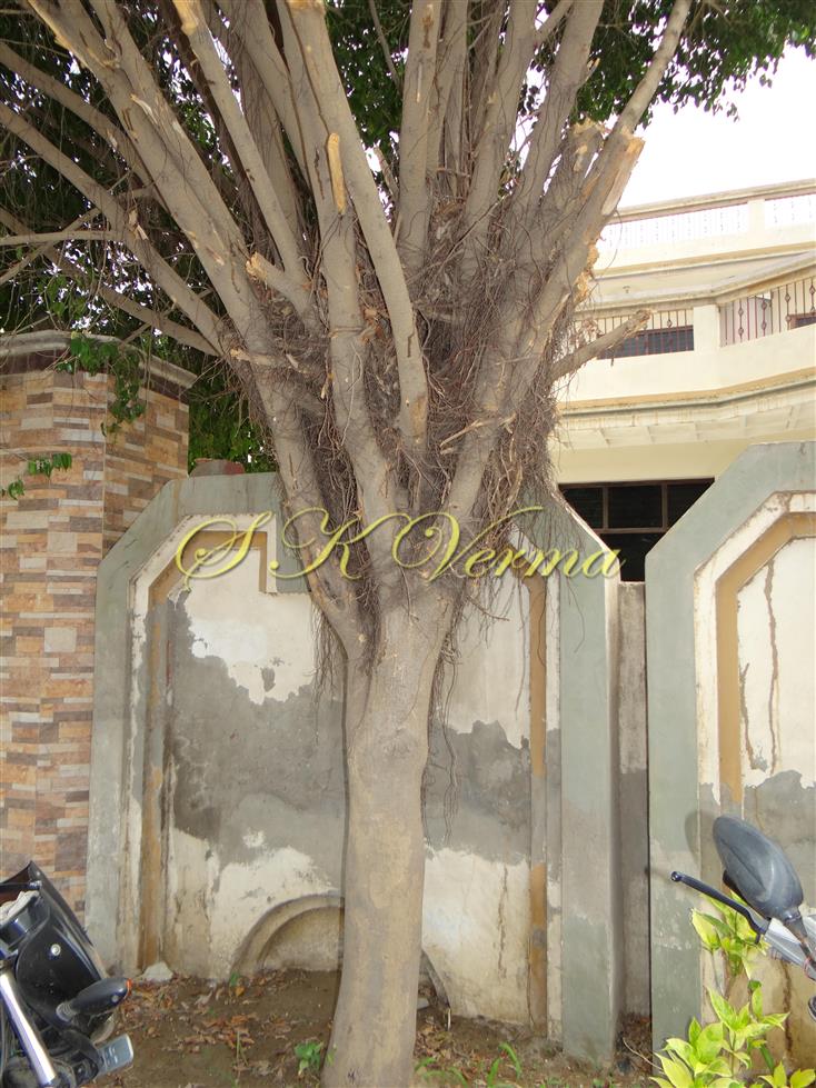  Aerial Roots